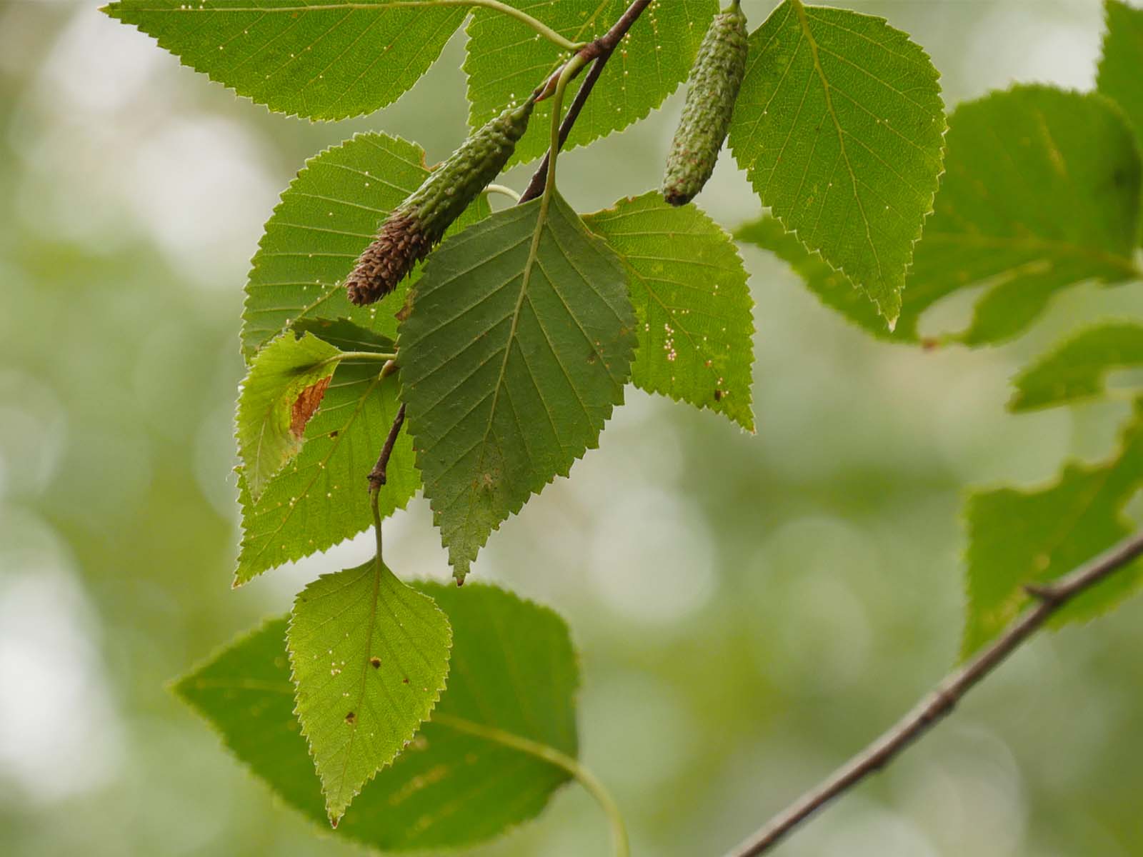 Paper birch